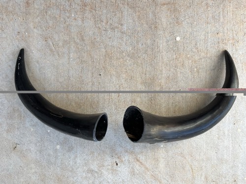 Steer horn inch polished - horn, 11