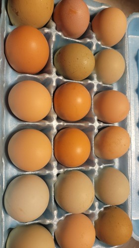 Chicken hatching eggs - (18),