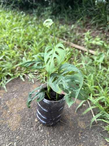 Monstera adansonii swiss - adansonii,