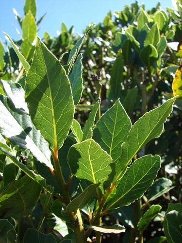 Laurus nobilis bay leaf - -,