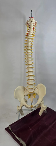 Human vertebral column with - human,