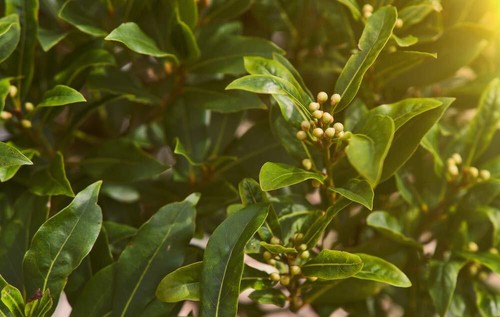 Sweet bay laurel herb tree - sweet,