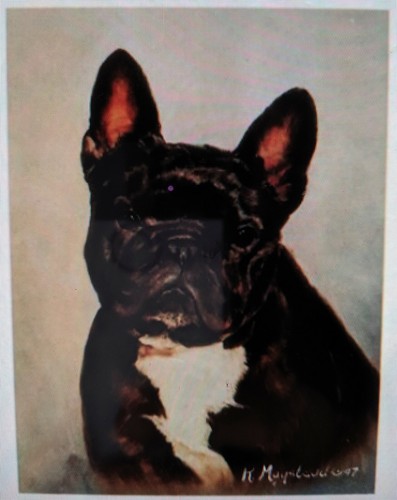 New brindle french bulldog - new,