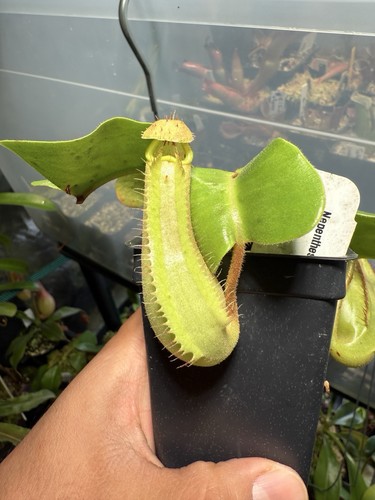 Nepenthes truncata jb - nepenthes,