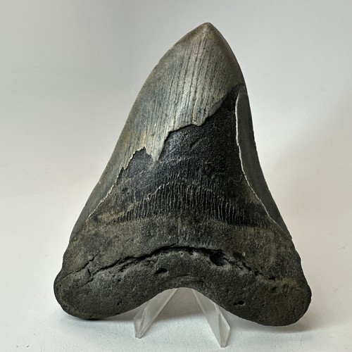 Megalodon shark tooth 65 - megalodon,