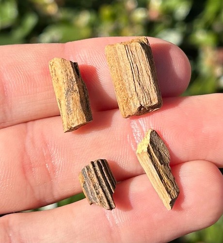 Woodbine formation petrified - woodbine,