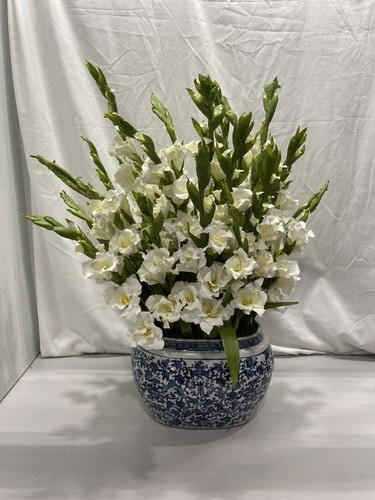 Wineward home gladiolus - wineward,