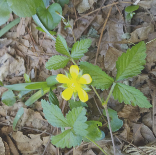 Wild strawberry indian - wild, strawberry/indian
