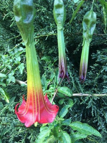 Brugmansia sanguinea red - brugmansia,