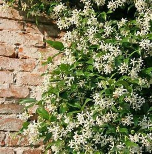 Night blooming jasmine - ~night,