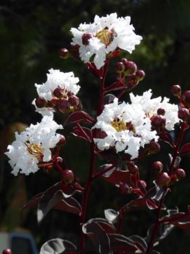 Ebony ivory crepe - ~ebony, ivory~crepe