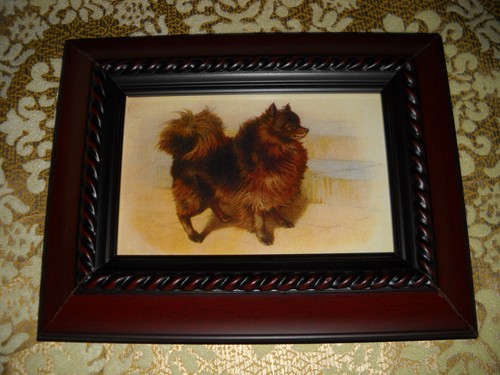 Happy pomeranian dog - happy, 4