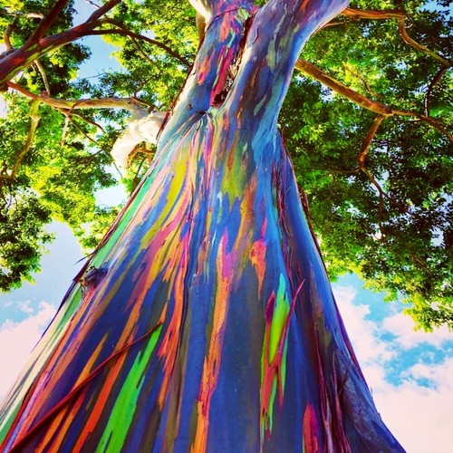 Rainbow eucalyptus deglupta - rainbow,