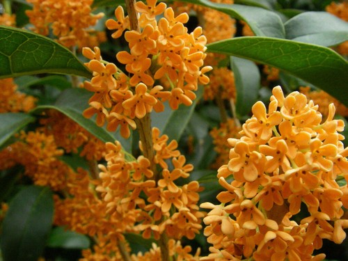 Apricot echo fragrant tea - apricot,