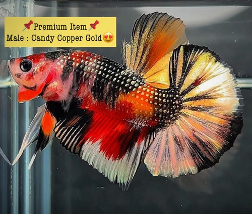 Live betta fish plakat male - live,