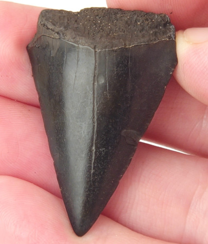 Hastalis fossil white - hastalis,