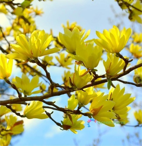 Seeds yellow yulan magnolia - 10,