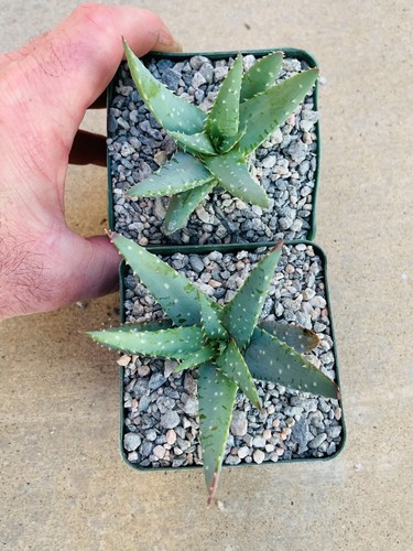 Aloe pictifolia humilis - x,
