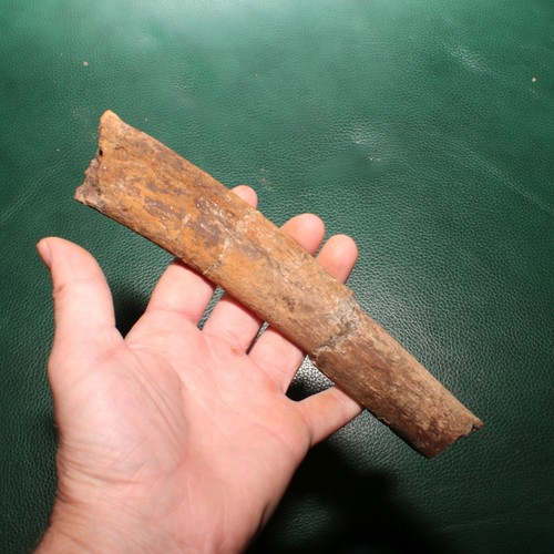 Dinosaur rib section bone - dinosaur,