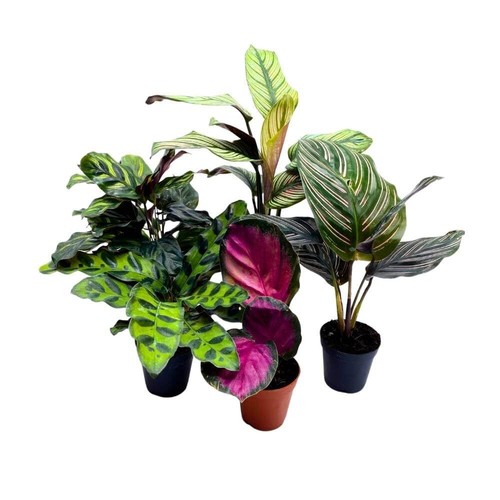 Calathea assortment inch - calathea,