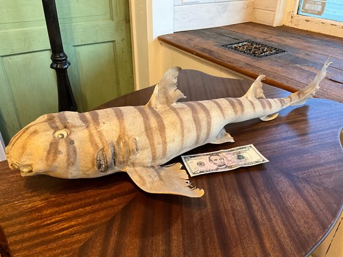 Vintage real taxidermy - real,