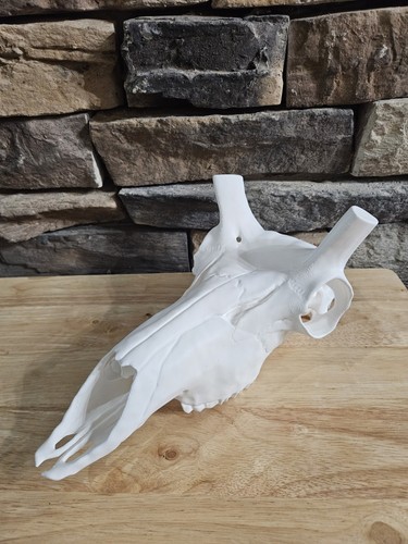Pronghorn antelope skull euro - pronghorn,