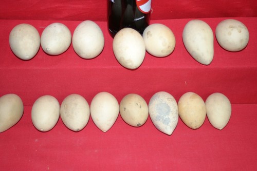 Medium large egg gourds - large,