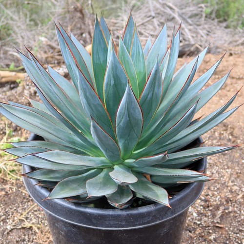 Agave blue glow - agave, cacti