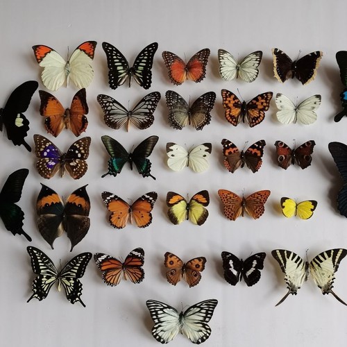 Real butterfly specimens - butterfly,