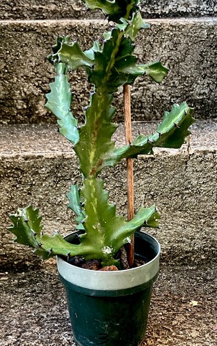 Dragon bones cactus plant - dragon,