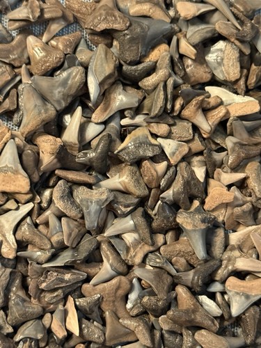 Lot fossilized partial - of, (