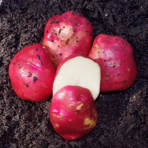 Simply seed lbs red - 5,
