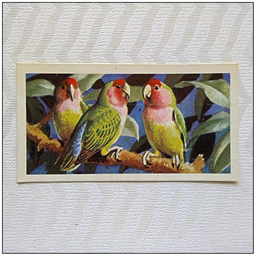 Brooke bond tropical birds - tropical,
