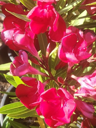 Red oleander fresh - fresh, flower