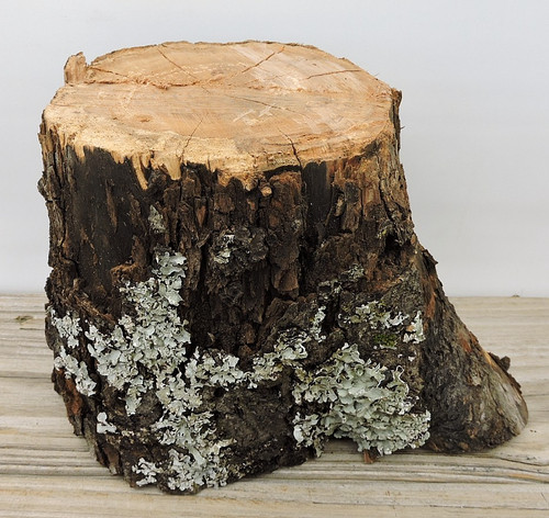 Apple wood stick - stick, log