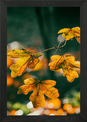 Beautiful woodland leaf framed - beautiful,