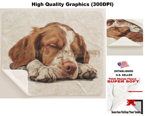 Brittany spaniel dog breed - brittany,