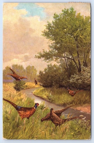 Postcard bird hunting - bird,