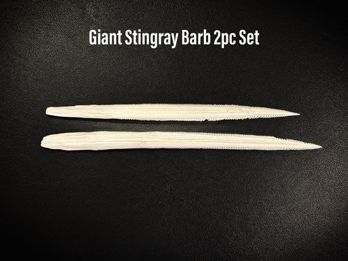 Southern stingray barb - southern,