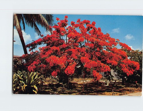 Royal poinciana tree 31611 - royal, q-31611