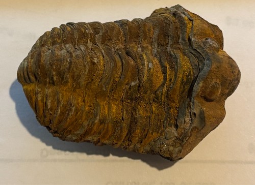 Trilobite fossil 440 - trilobite,