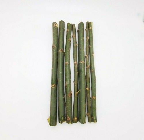 Austree hybrid willow tree - 20,