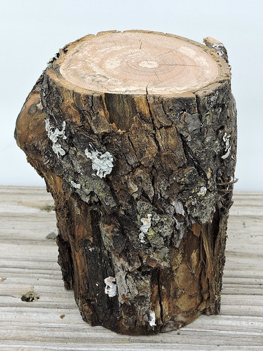 Apple wood stick log - apple, chunk