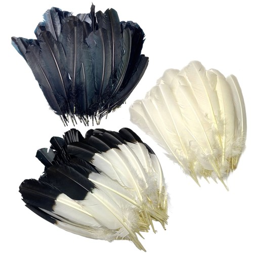 Imitation eagle quills black - imitation,