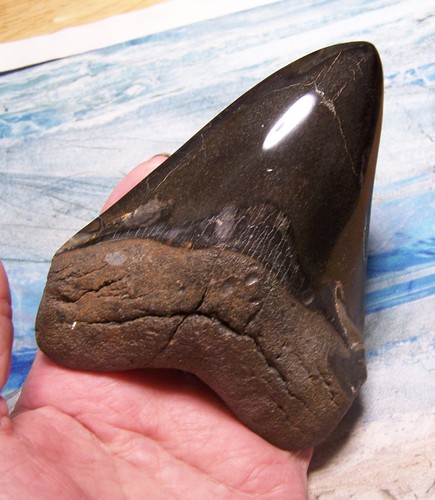Megalodon shark tooth 16 - megalodon,