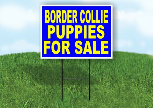 Border collie puppies for - collie,