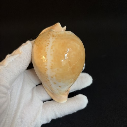 Umbilia armeniaca cypraea - armeniaca,,