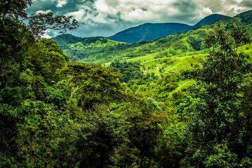 Panama geisha coffee beans - geisha,