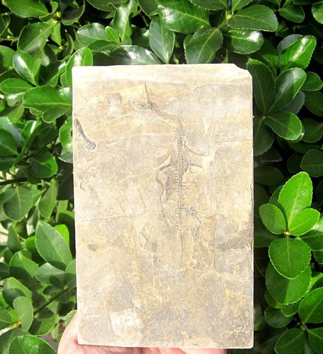 Triassic sauropterygia - triassic,