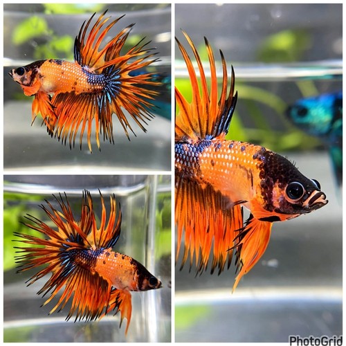 Live betta fish - betta, male